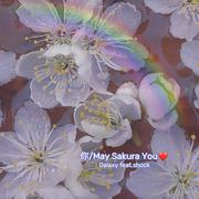 你/May Sakura You