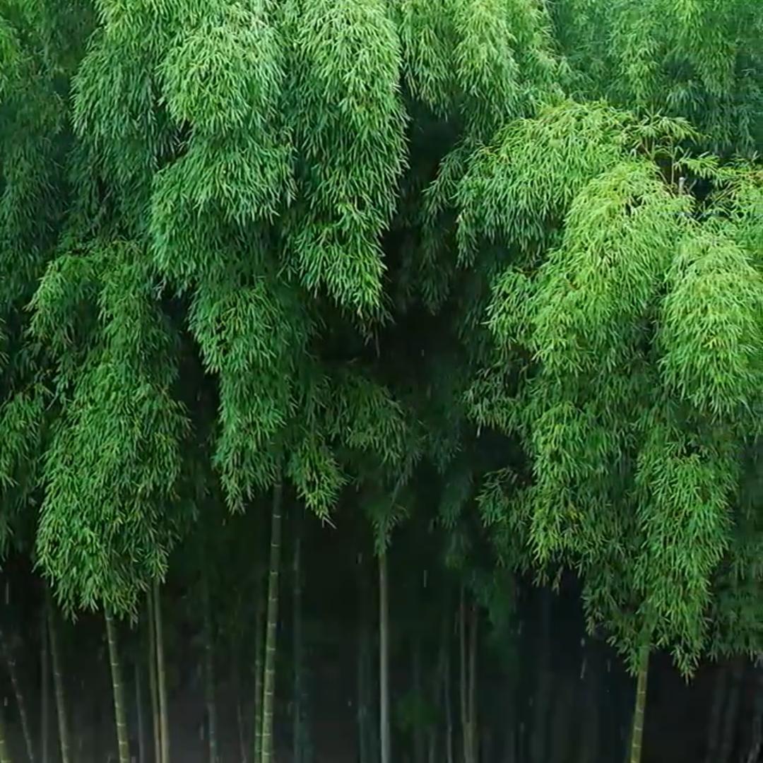 修身养性 中国传统【道教】音乐 | 在线播放 | 网易云音乐