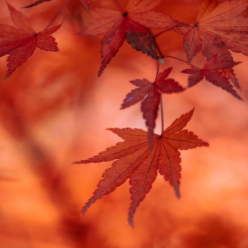 秋日爵士 | 缱绻的时光也溢满温柔