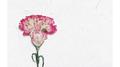Birds and Daisies专辑