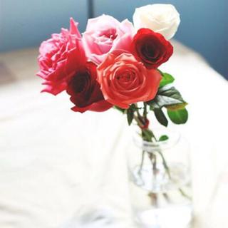 【玫瑰集】世界上最美的花儿