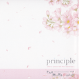 それは舞い散る桜のように 完全版「principle」