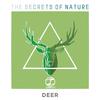 Deer(Original Mix)