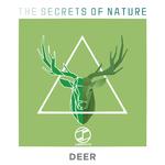 Deer(Original Mix)专辑