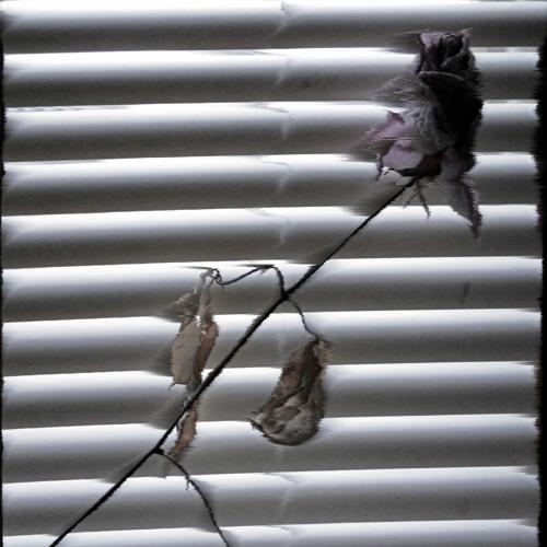 Cabin Fever (prod. NIGHTGRIND)