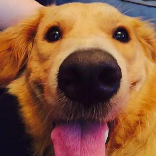 小狗狗们快来玩呀