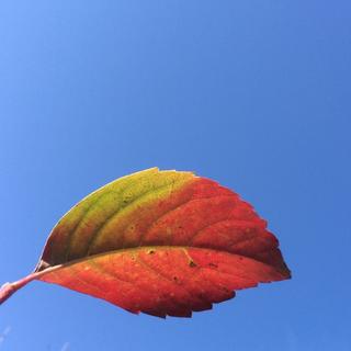 这次我发誓！真的是开口红心系列！