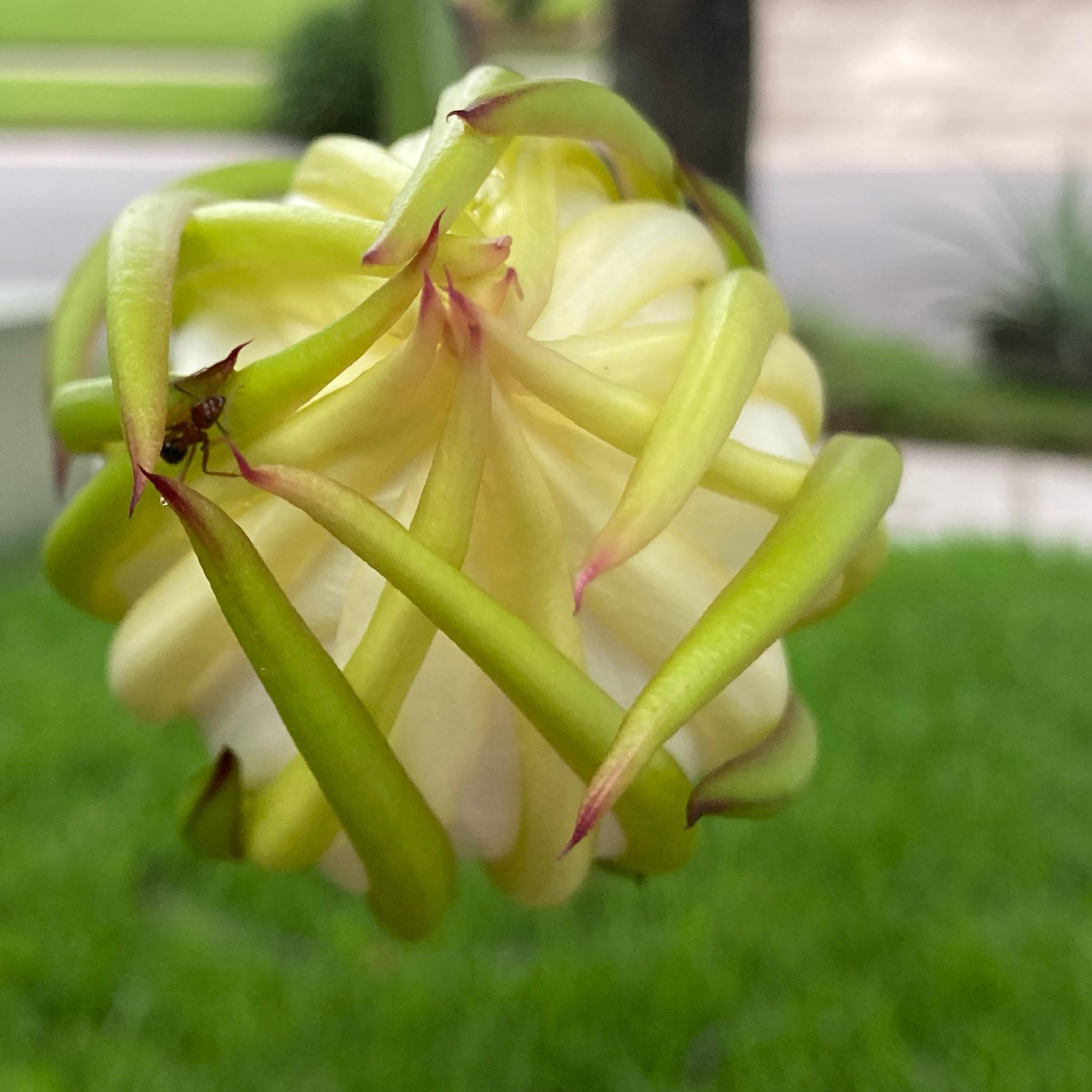 Dragon Fruit