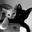 献给Algernon