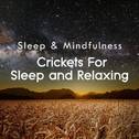 Crickets for Sleep and Relaxing (Sleep & Mindfulness)专辑