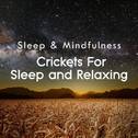 Crickets for Sleep and Relaxing (Sleep & Mindfulness)