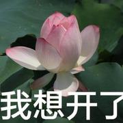 芒种