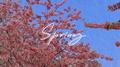 Spring.2022专辑