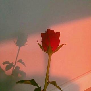 「纯音」在我荒瘠的土地上你是最后的玫瑰