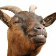 GOAT