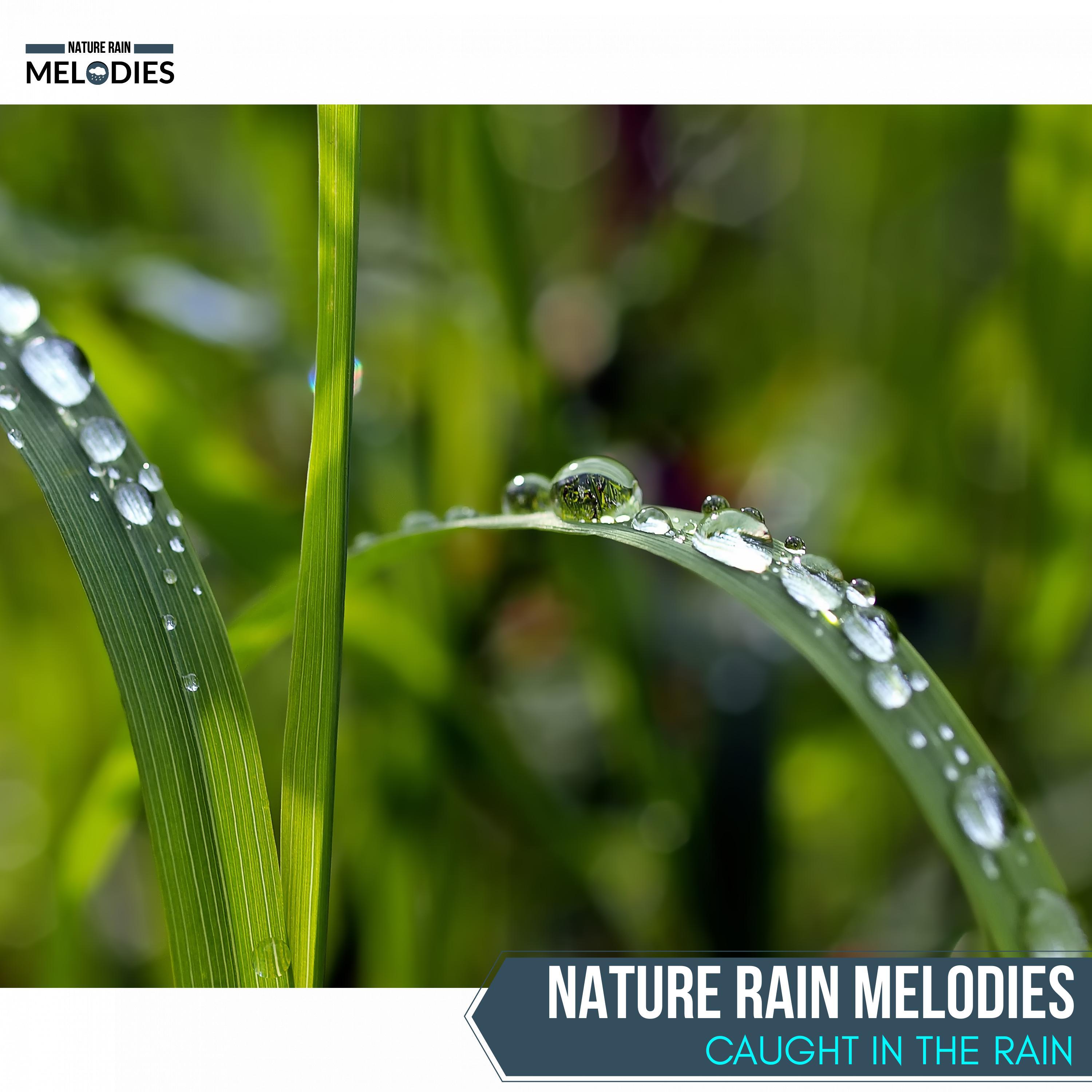 Appealing Rain Music Project - Blurry Light Rain on Leaves