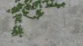 苔藓专辑