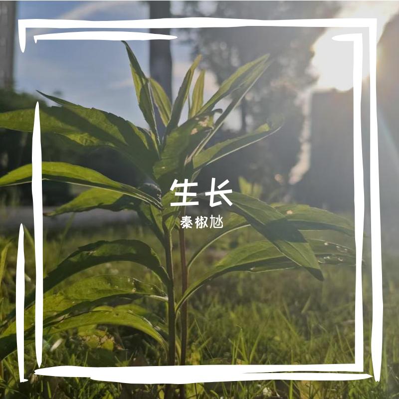 生长专辑