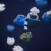 海兔