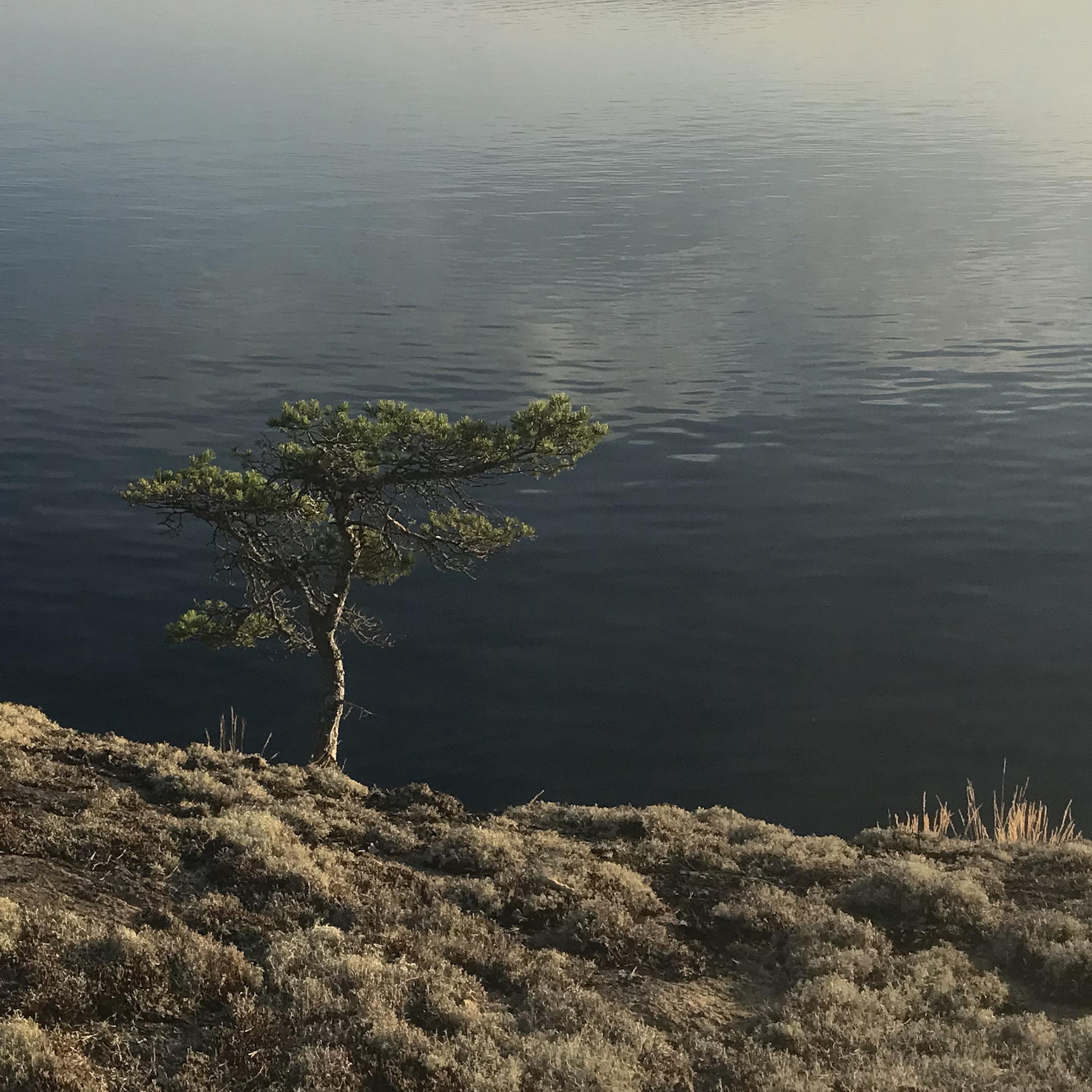 Midnight Sun 4 B