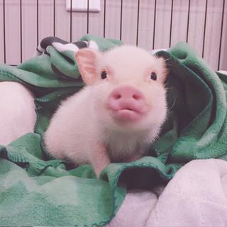 　 ʀᴇsʏ ᴍᴄɪɴɢ ʀᴀᴘ