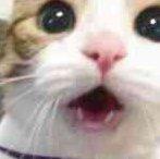 给猫儿的音乐 - 大卫·泰伊