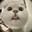 杀我别用小猫刀mi