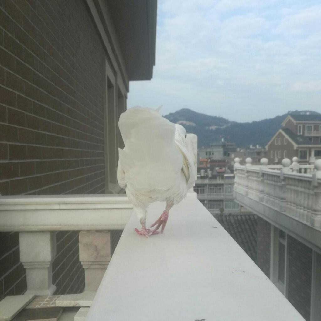 我亲爱的大胖鸽