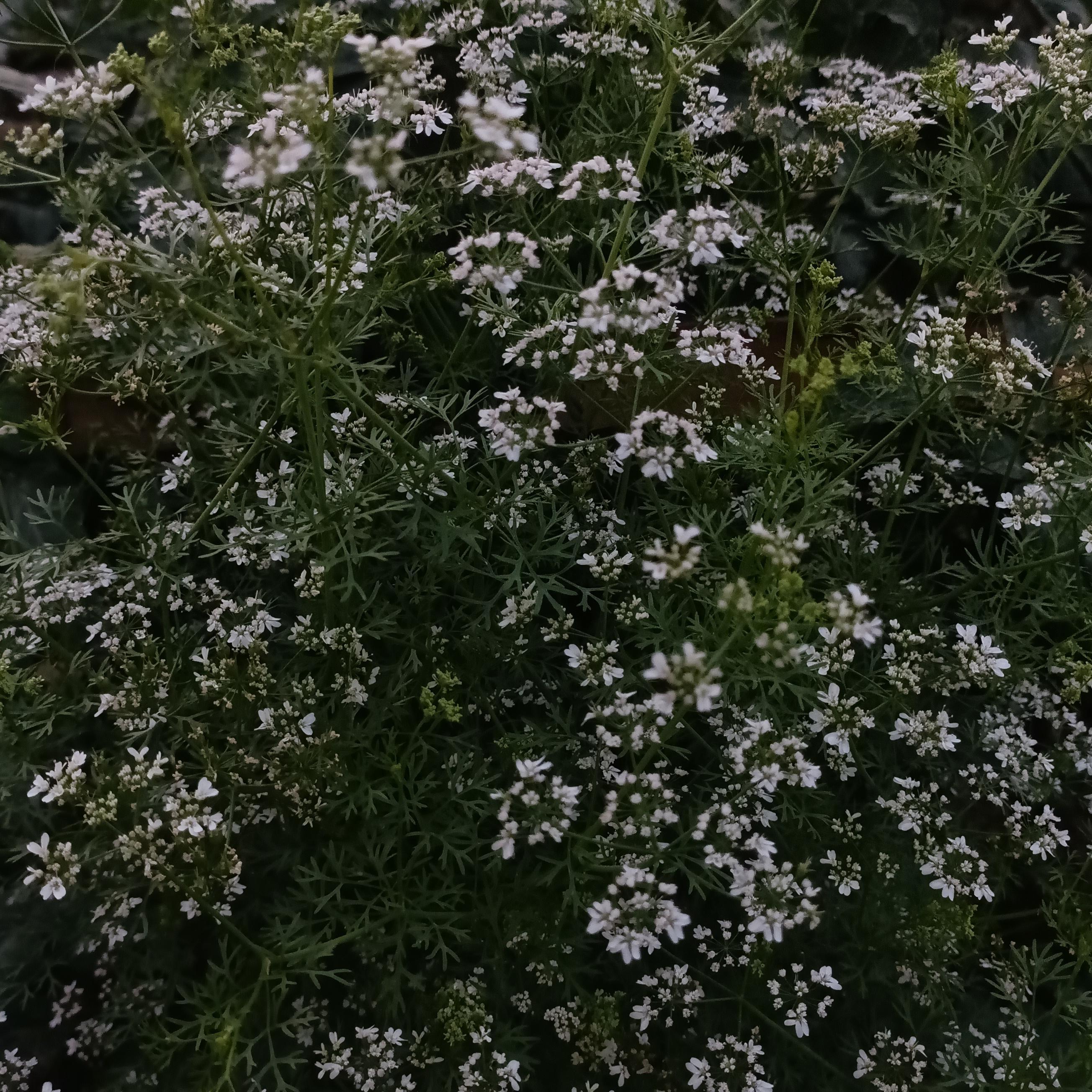 Kaldiyana ayrelix payti