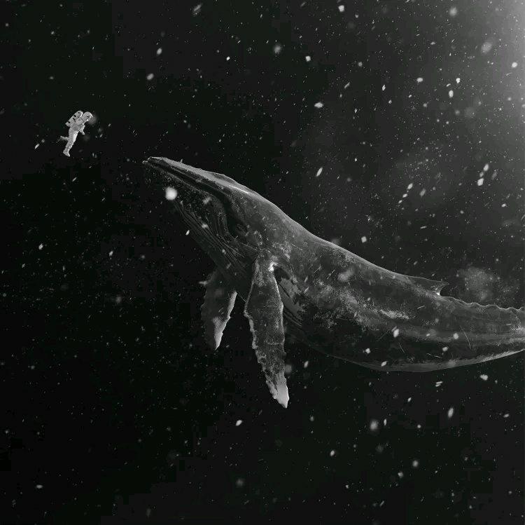 深海中的孤鲸｜读书|学习|失眠|刷题|白噪音