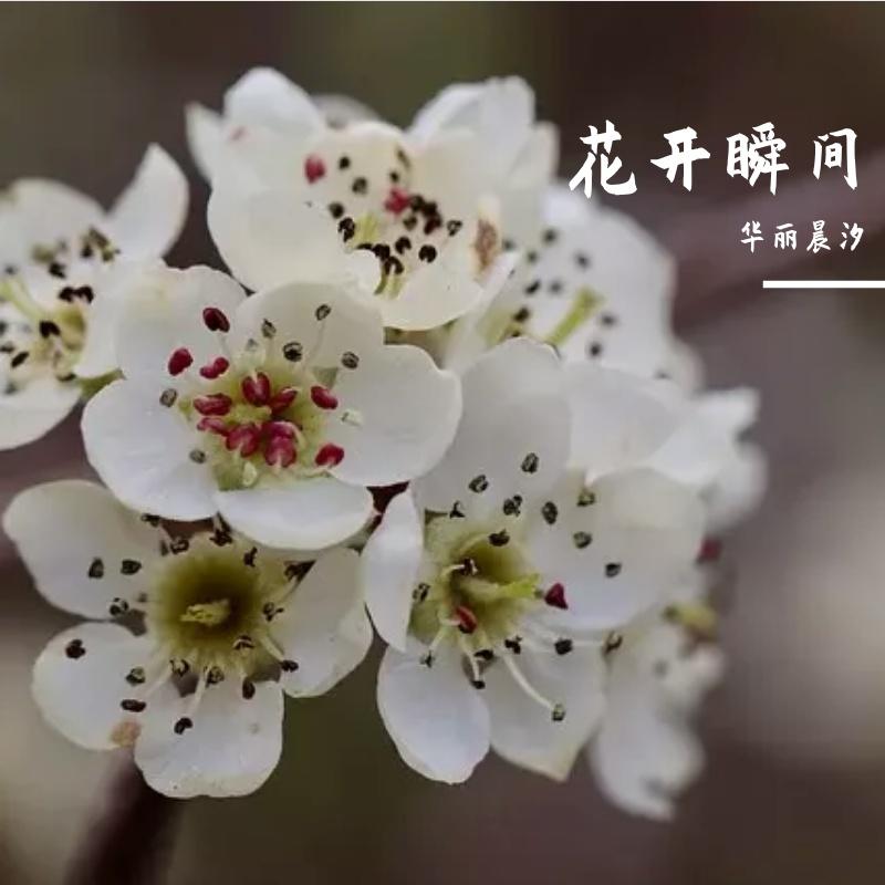 花开瞬间