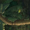 Vines