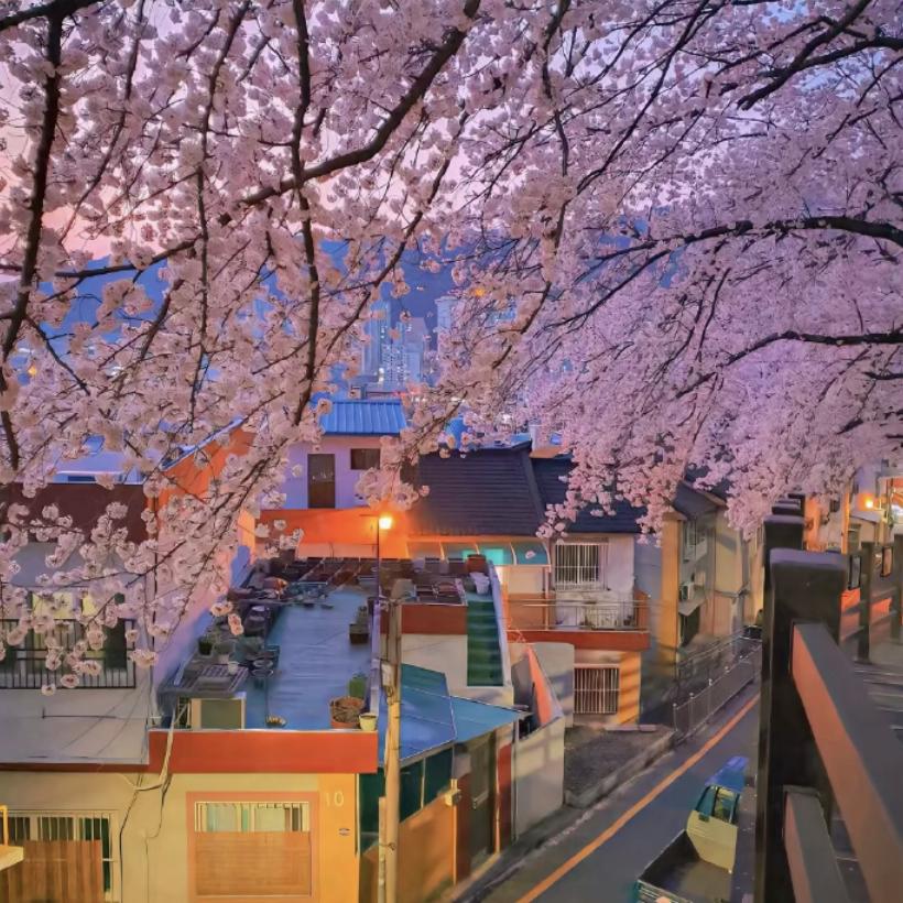 樱花之约