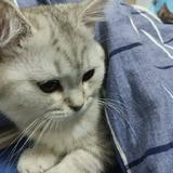 晓酱OVO