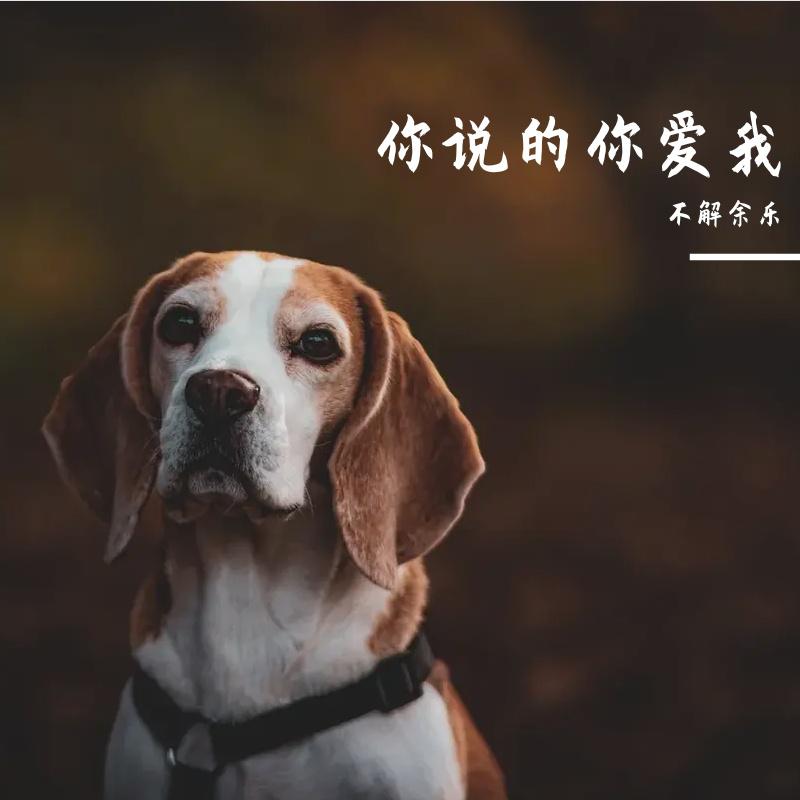 你说的你爱我