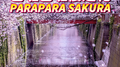 PARAPARA SAKURA专辑