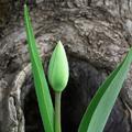 Budding