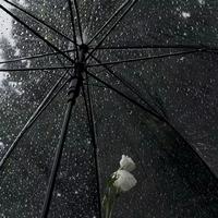 胤安 - 海棠花未眠