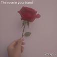 The rose in your hand