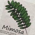 Mimosa含羞草樂隊
