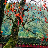朗诵背景音乐2
