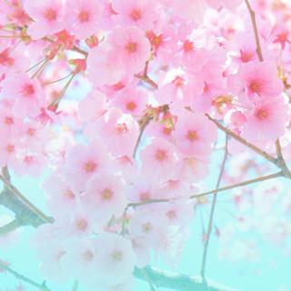春天 樱花和你