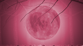 Half Moon Serenade (Bootleg)专辑