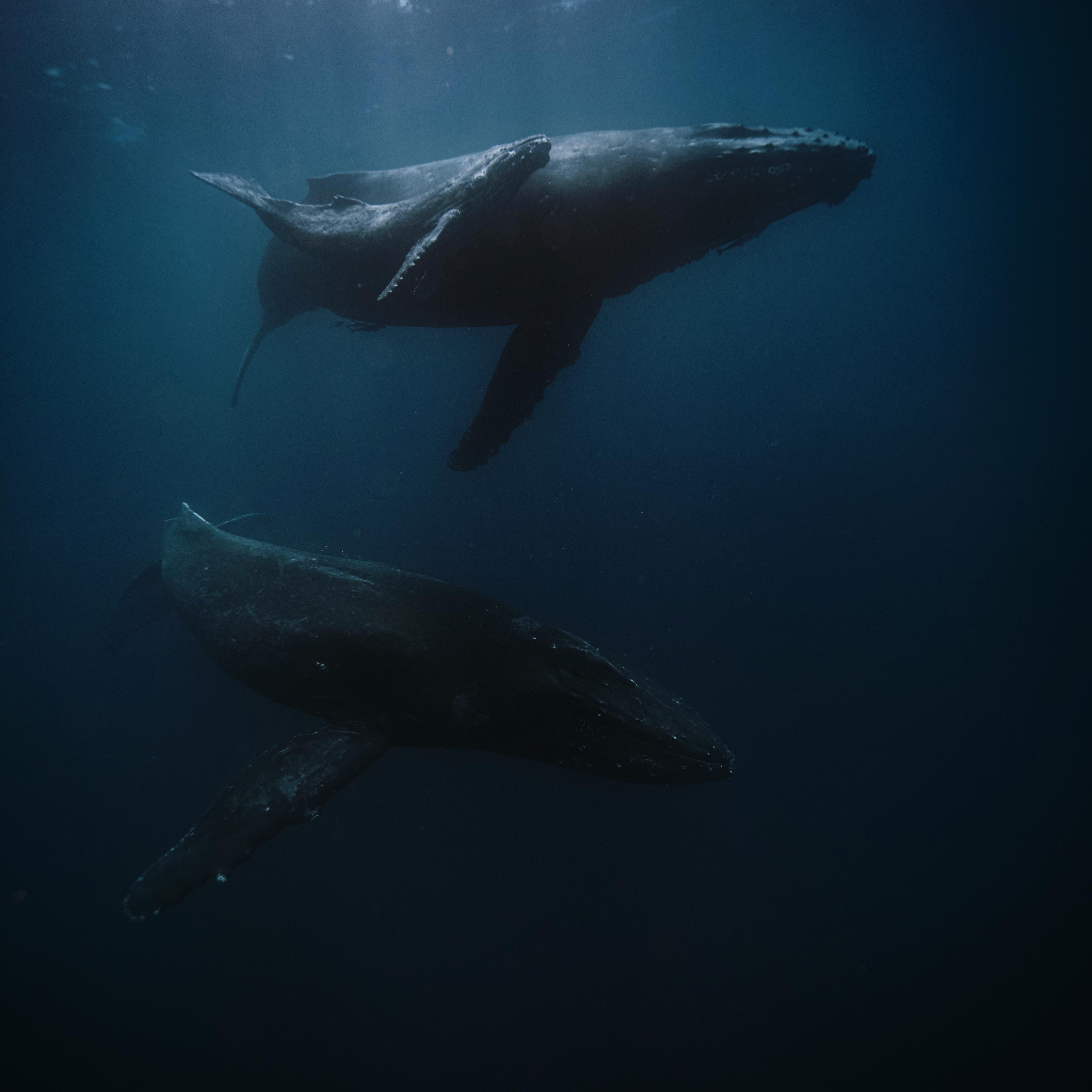 鲸落（Whale Fall）DEMO