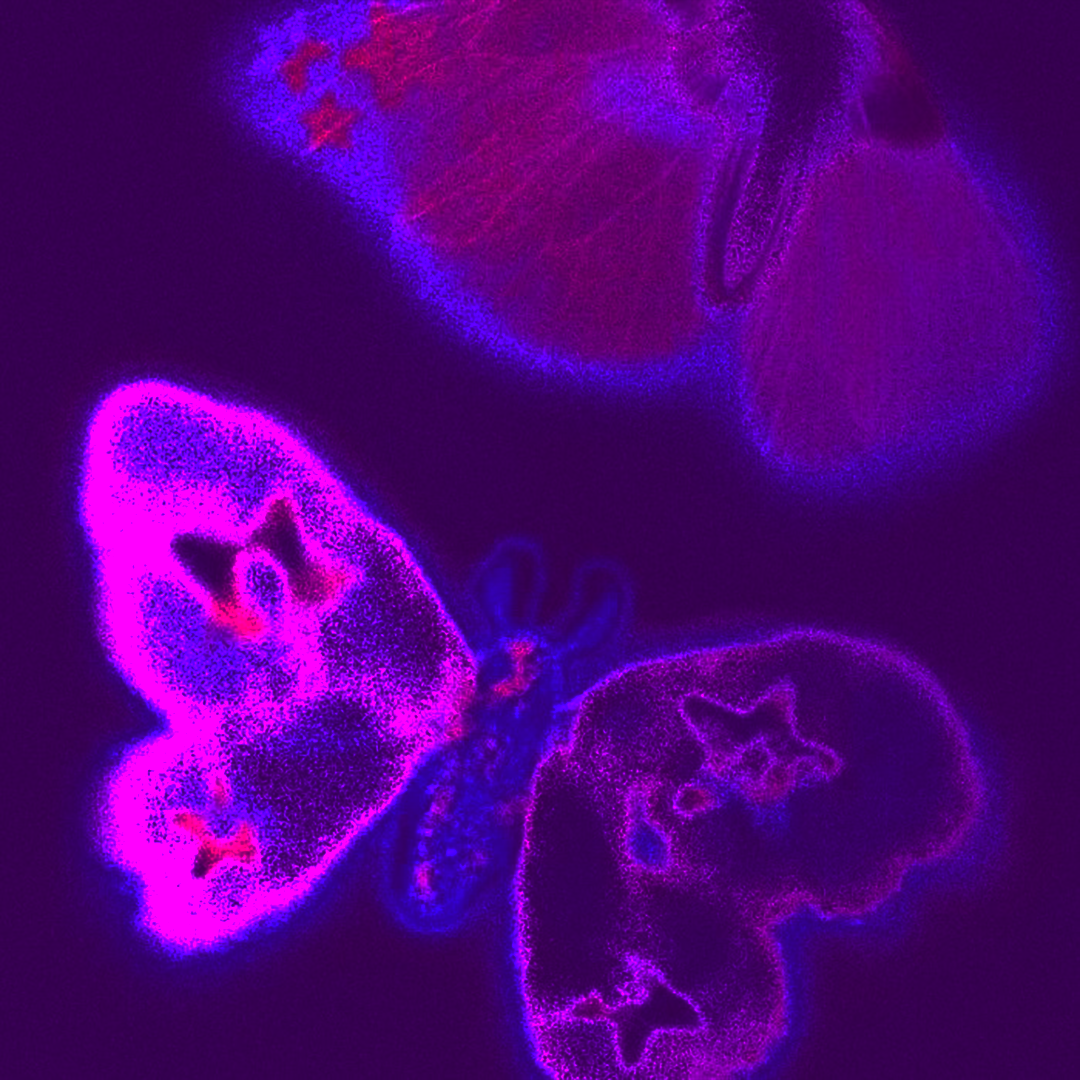 飞蛾MOTH