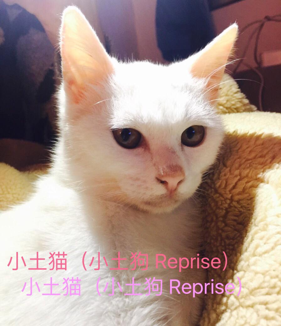 小土猫专辑