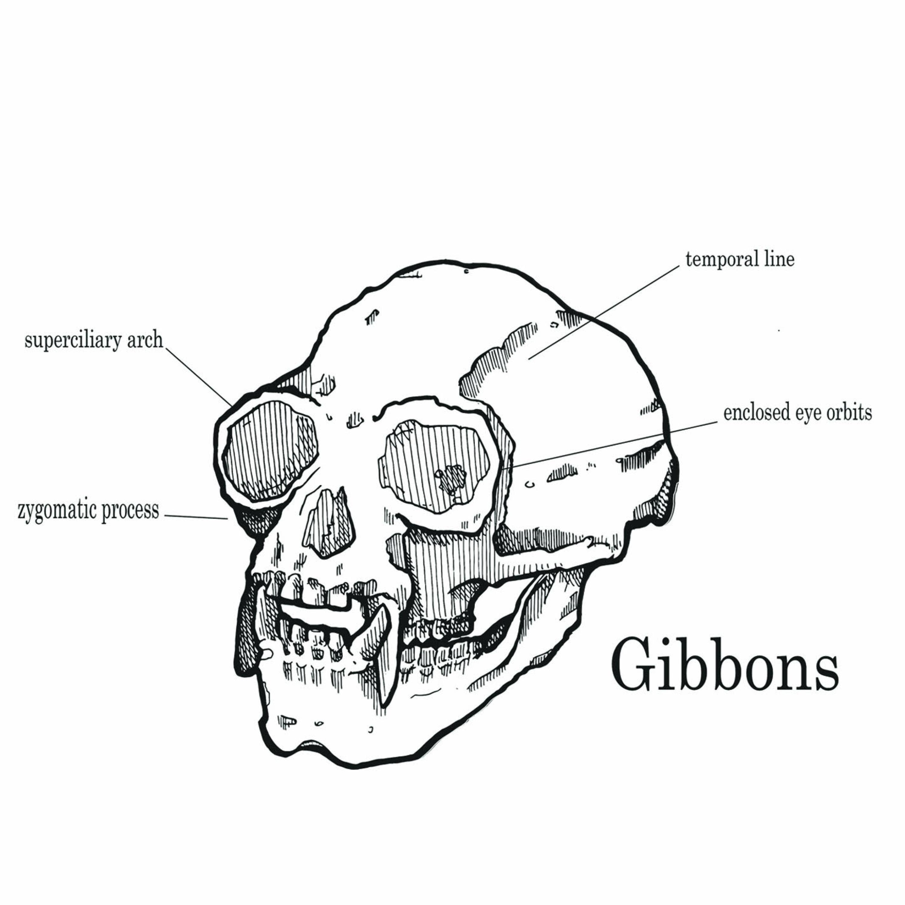 Gibbons