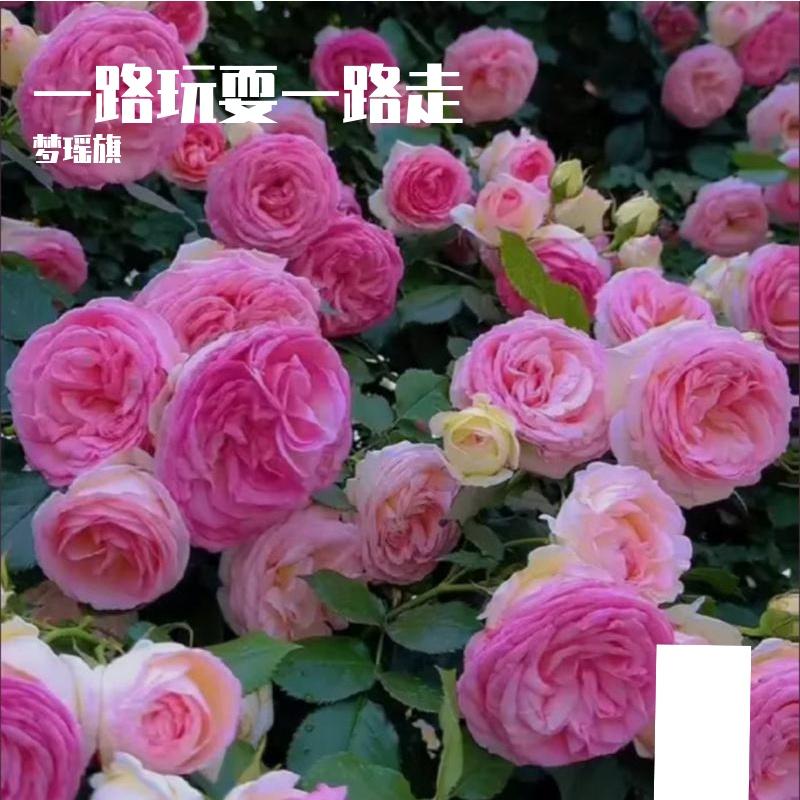 一路玩耍一路走