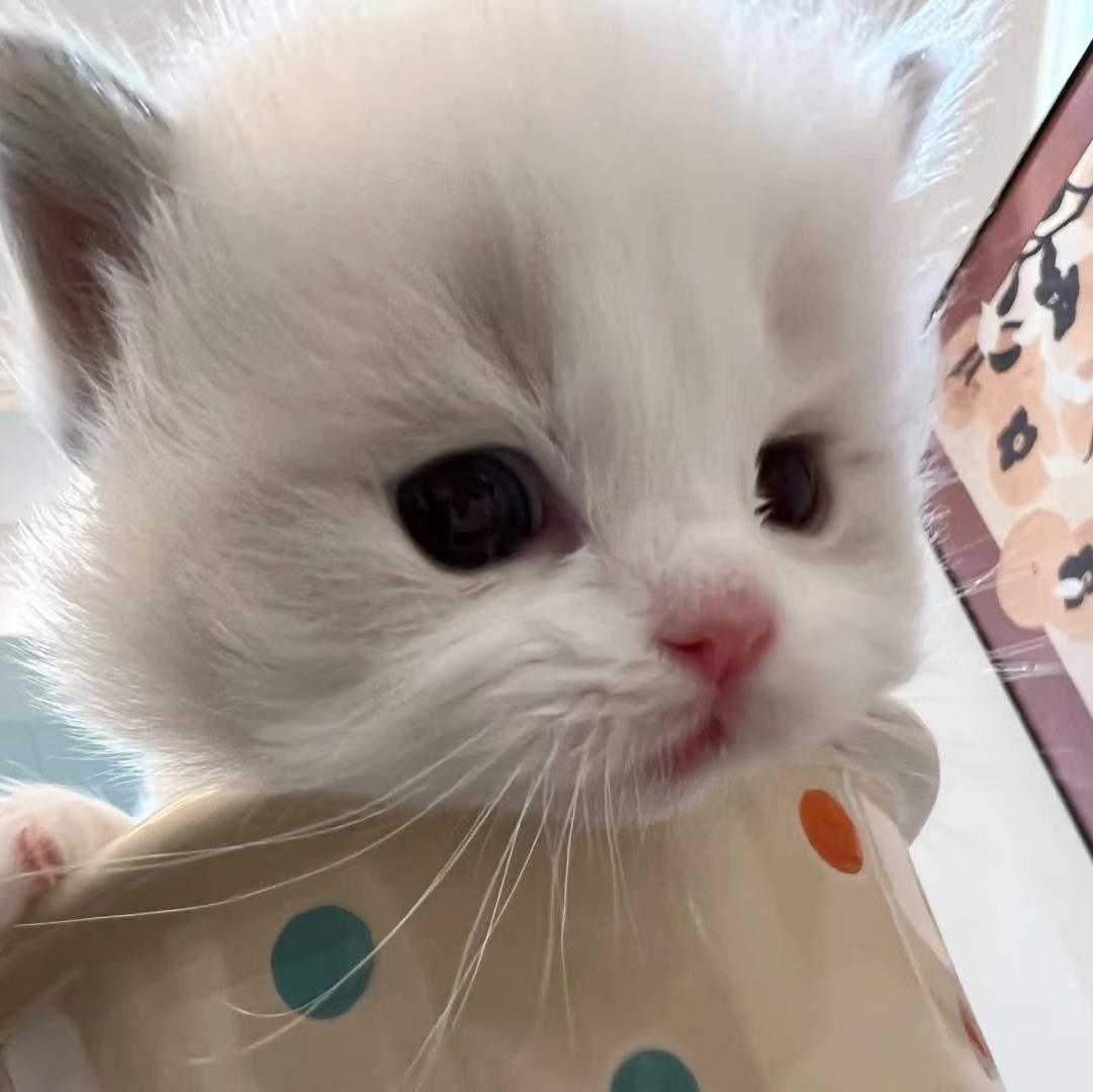 Gameboy x Agora Hills（remix）