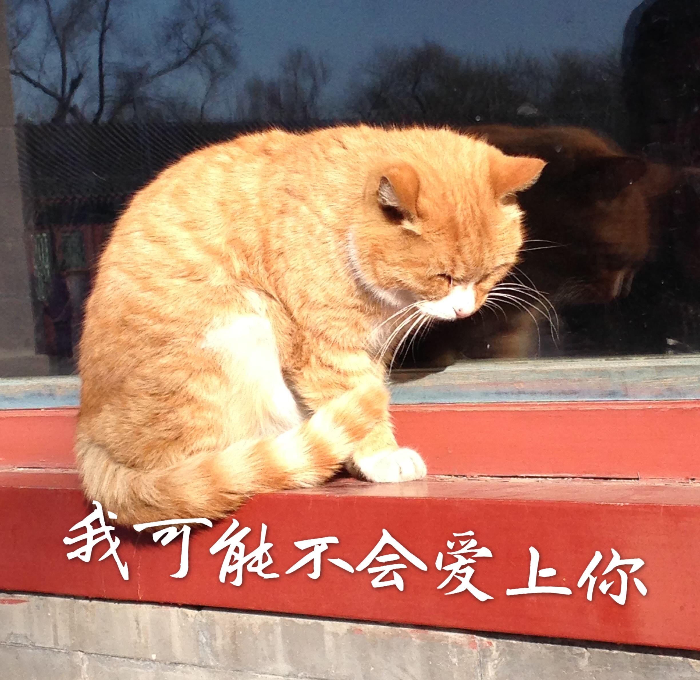 我可能不会爱上你专辑